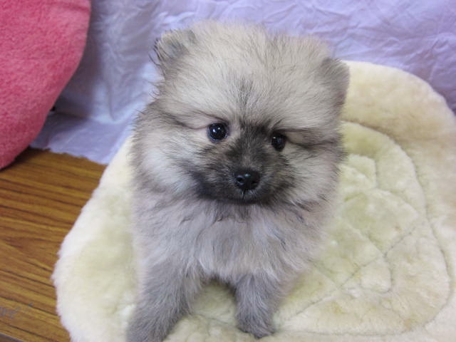 タヌキ顔のポメラニアン 福岡出身の子犬 ペットショップ犬専門 ドッグサーチ