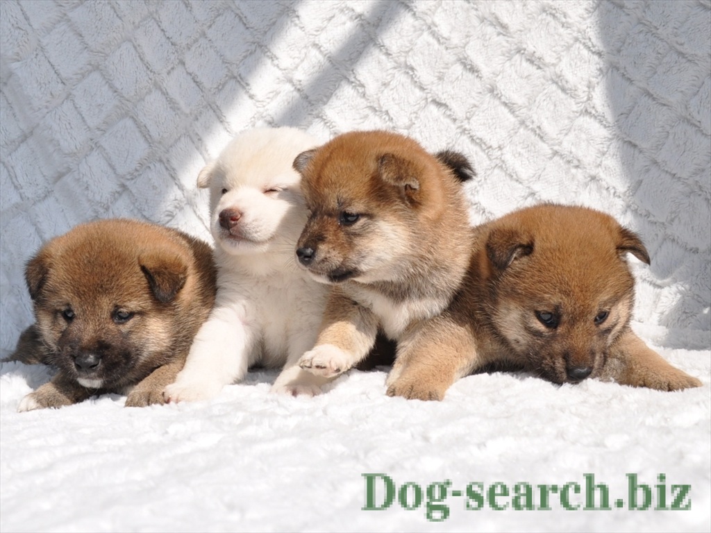 柴犬の子犬生まれました 赤 白シバ 募集終了 ペットショップ犬専門 ドッグサーチ