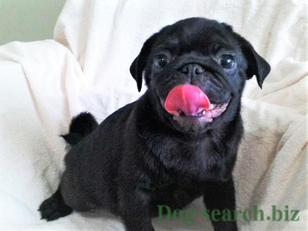 黒パグの子犬情報 18年3月7日生まれ オス 募集終了 ペットショップ子犬専門 ドッグサーチ