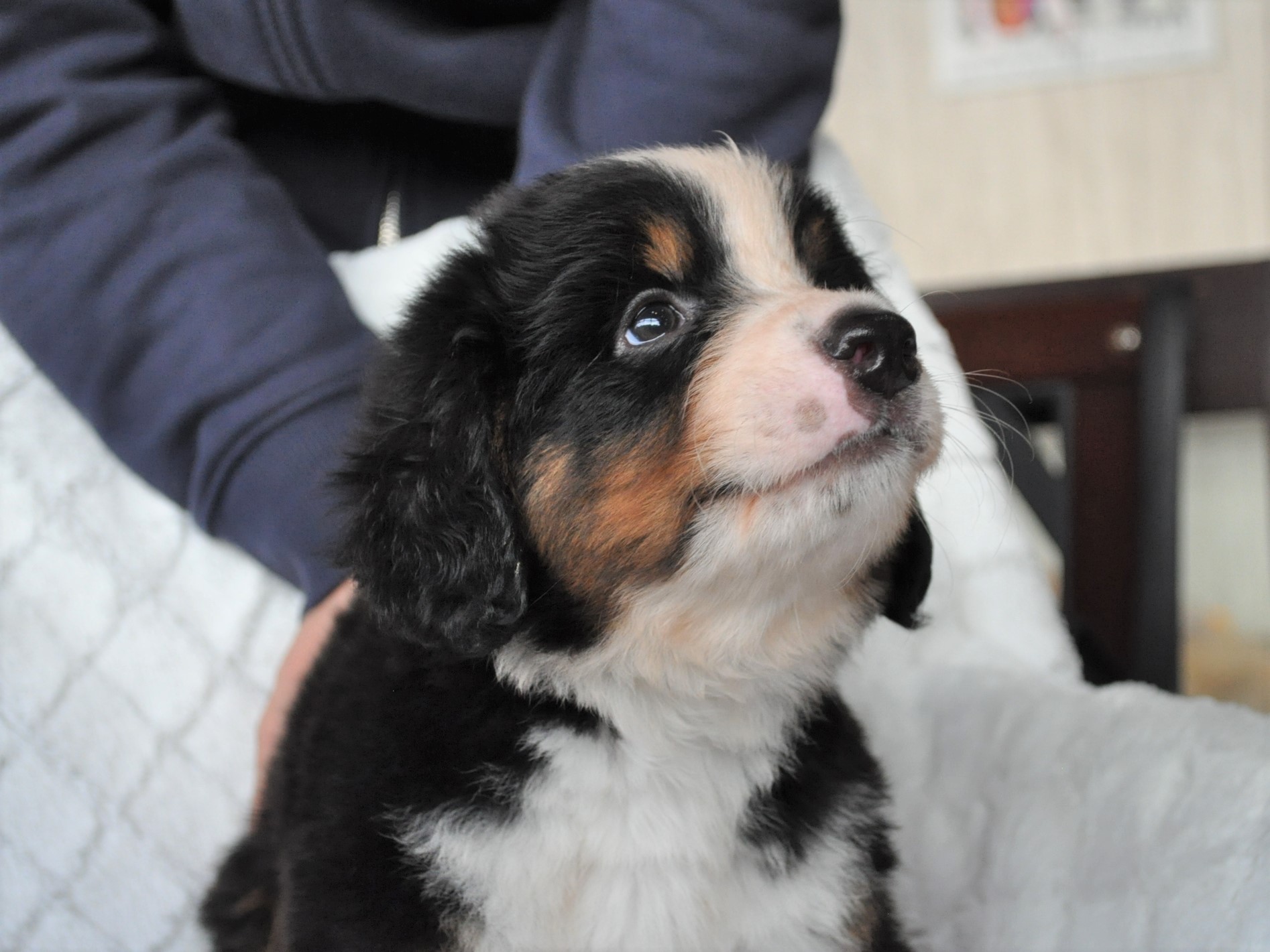 バーニーズマウンテンドッグ 18年9月14日生まれ 募集終了 ペットショップ犬専門 ドッグサーチ