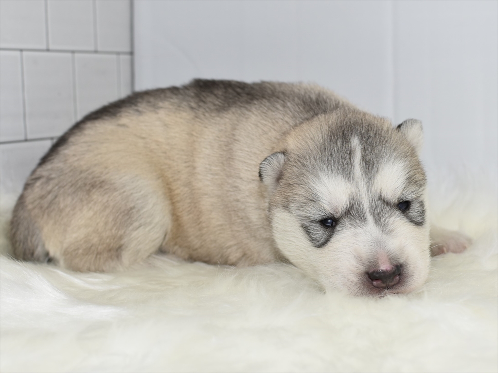 シベリアンハスキー子犬21年1月生 募集終了 ペットショップ犬専門 ドッグサーチ
